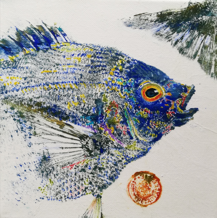 dorade%20grise%20outre mer%2020x20